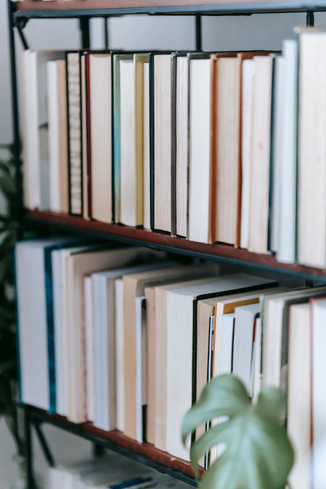 Books arranged neatly on open shelves beside a plant